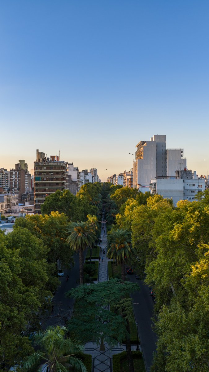 Las copas de los árboles del boulevard Oroño yendo al Río