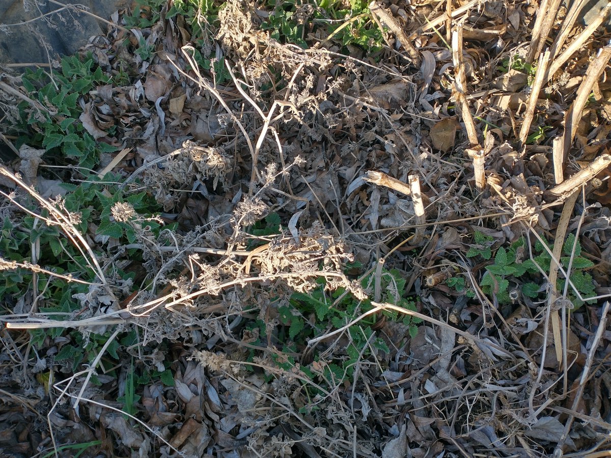 CatnipKittyCat's tweet photo. First of the season growth – after transplanting these #kittycatnip plants last fall. Last year’s residual leaf litter and stems is not very pretty… but they are just getting started. In a new raised bed and isolated, they will do well and with less completion. #garden #catnip https://t.co/pOf2sQZkrM