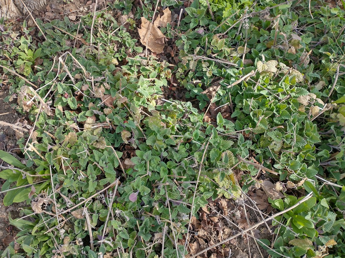 CatnipKittyCat's tweet photo. First of the season growth – after transplanting these #kittycatnip plants last fall. Last year’s residual leaf litter and stems is not very pretty… but they are just getting started. In a new raised bed and isolated, they will do well and with less completion. #garden #catnip https://t.co/pOf2sQZkrM