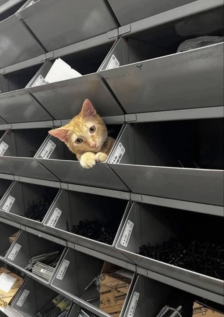 🐶🐱💛 GESTO DE AMOR EN VIDRÍ CONMUEVE EN REDES

⚠️ Perros y gatos en condición de calle han encontrado refugio en sucursales de Almacenes Vidrí en El Salvador.

🏠🐾 Los animales reciben alimento, protección y un espacio seguro lejos de los peligros de la calle.