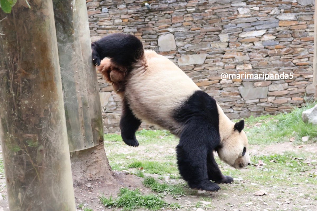 まりまり☆パンダ tweet media