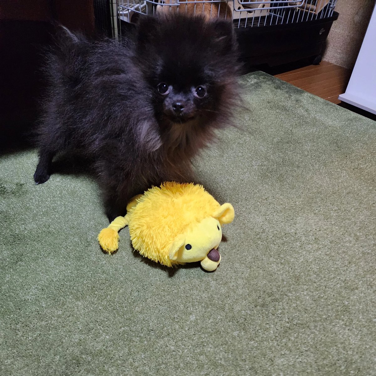 🦛ゆう🦛癌サバイバー tweet media