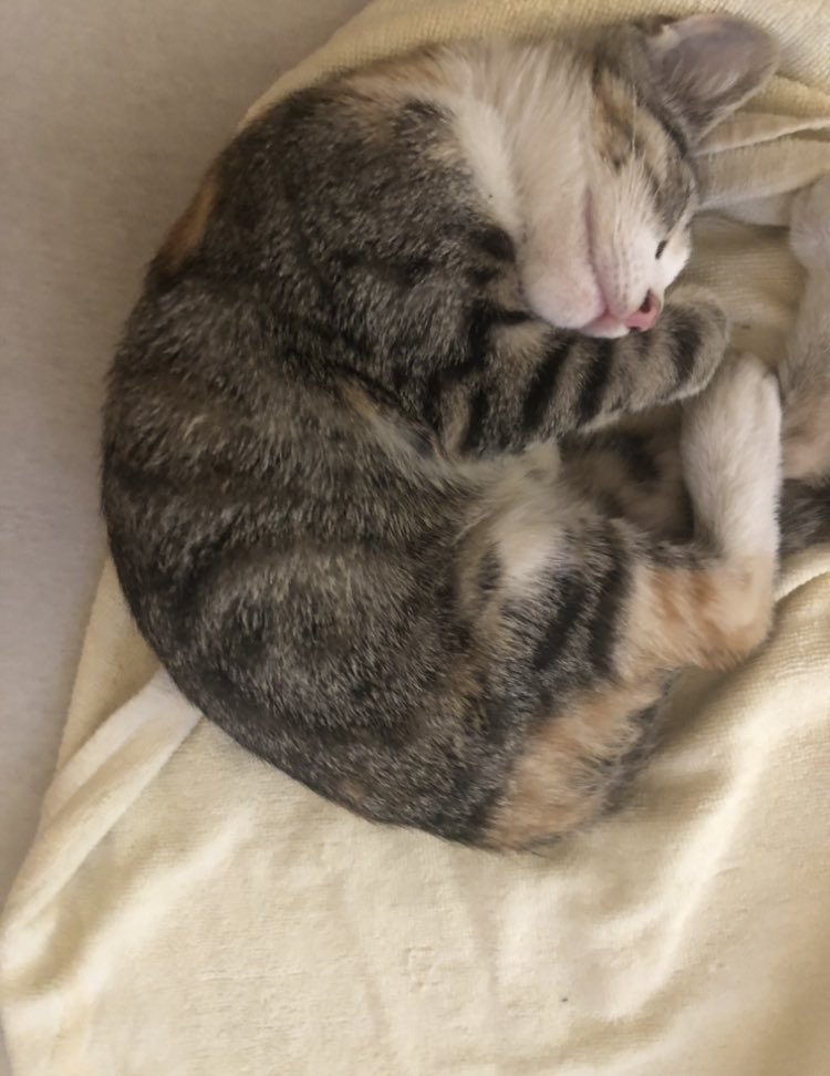 КЈКСЗПЈ tweet media