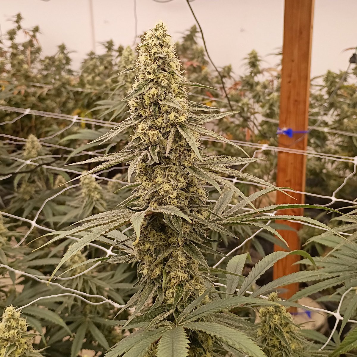 PStarseed420's tweet photo. Superboof
Some baseball bats coming in hot! 😂💚🤙 https://t.co/E2c4bIxW0b
