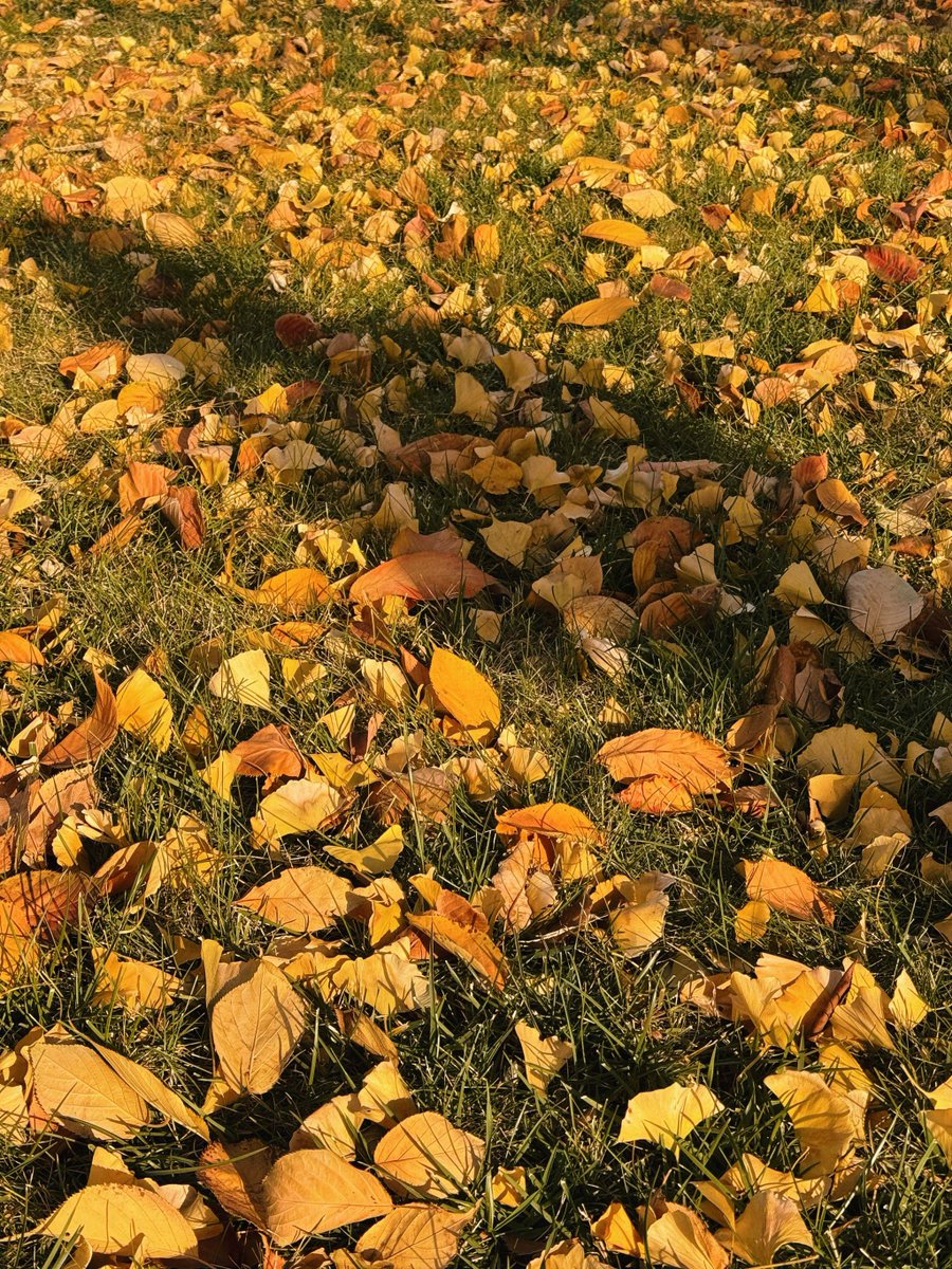 L'Orpheo tweet media