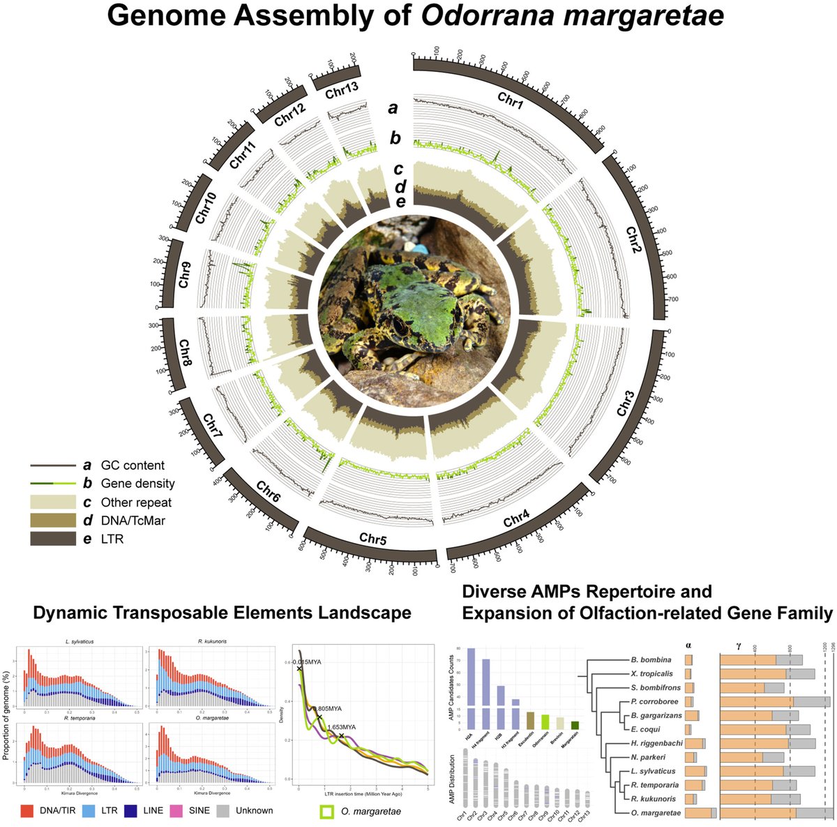 JournalSysEvo's tweet image. 🐸Anuran #skin secretions are fascinating and complex compounds with great potential for a range of #biomedical applications.
This high-quality reference #genome will aid future studies on #genetic regulation of #frog skin secretions!🐸
doi.org/10.1111/jse.70… @WileyEcology #JSE