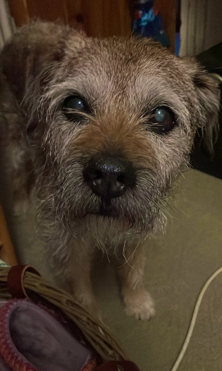 SkipperTheBear's tweet photo. Mum took me out on my #WheelsOfFire this evening and I was much happier walking…..the lure of a sausage helped jolly me along. I’m still getting used to it and I’m not quite ready for going up the kerb just yet! https://t.co/rJ9ms2o5Zm