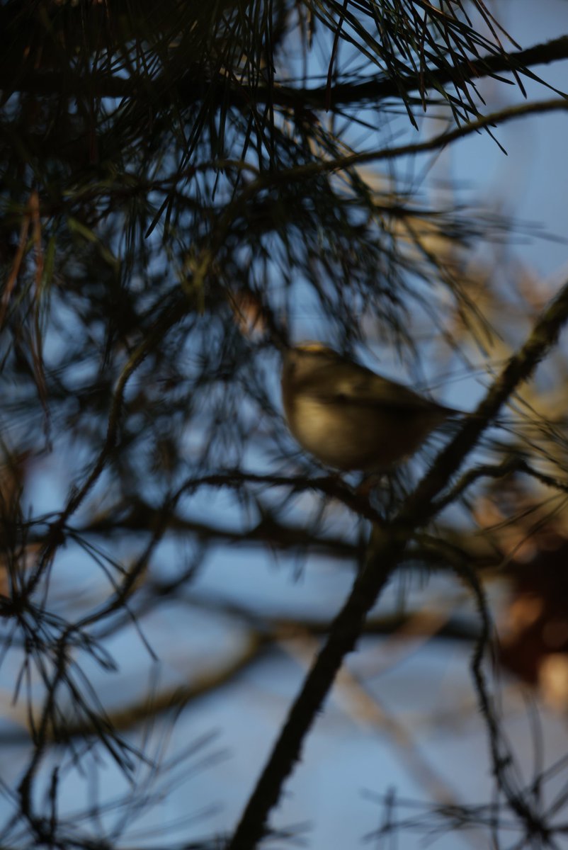 Mᡣ𐭩₊˚.⋆⁺₊ tweet media