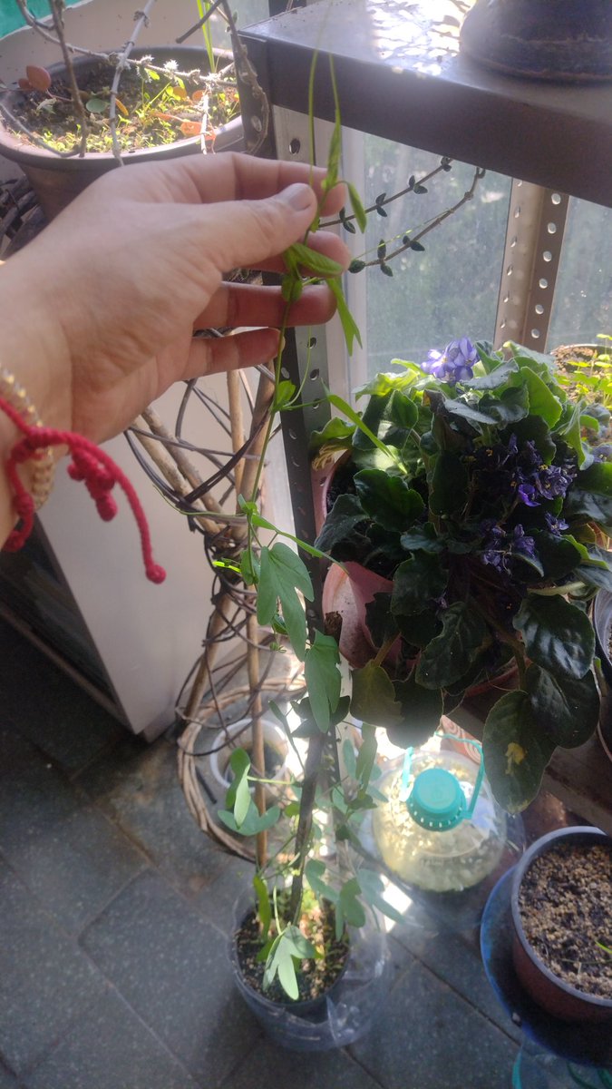 Lomas Estrella Chaponeros 🇲🇽 tweet media