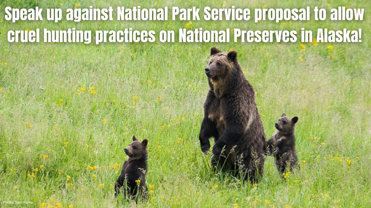 Wilderness Watch tweet media