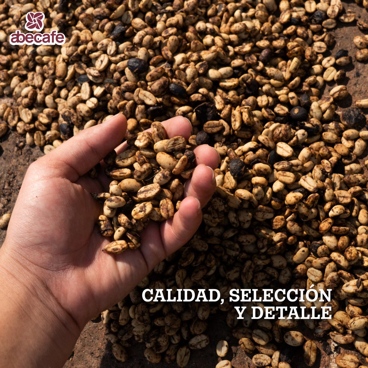 Cuando un café salvadoreño llega a otro país, no solo viaja un producto: viaja una historia 🇸🇻🌍
Historia de esfuerzo, de gremio, de campo y de un grano que nos representa. ☕✨
