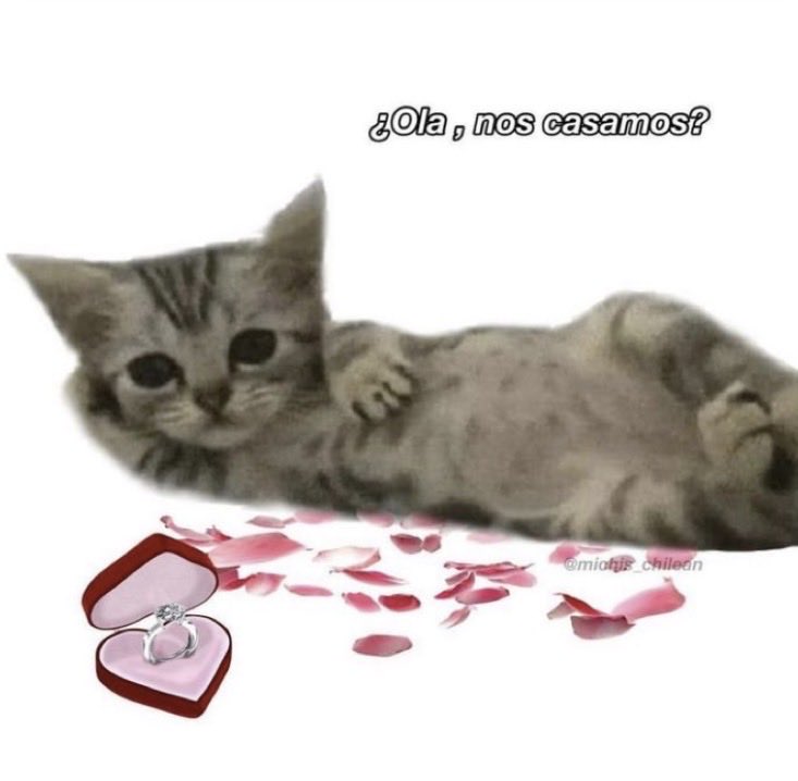 ˚✧₊Ash⁺˳✧༚ tweet media