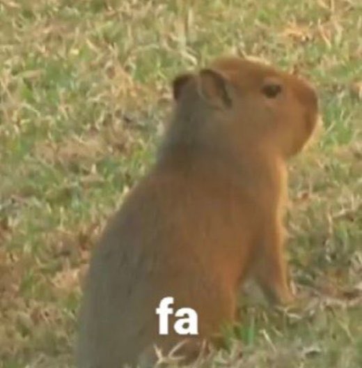 tortuga22 tweet media