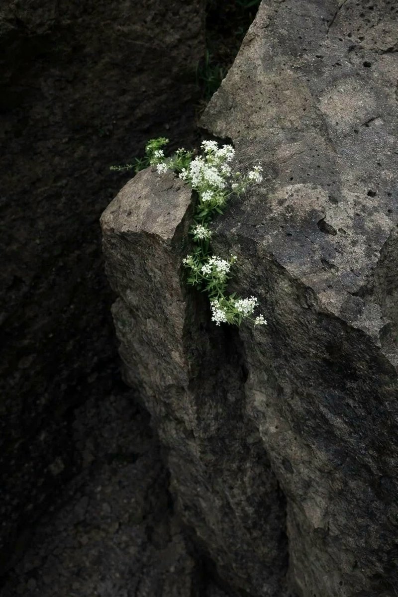 𝕰𝖑𝖊𝖒𝖒𝖎𝖗𝖊 tweet media