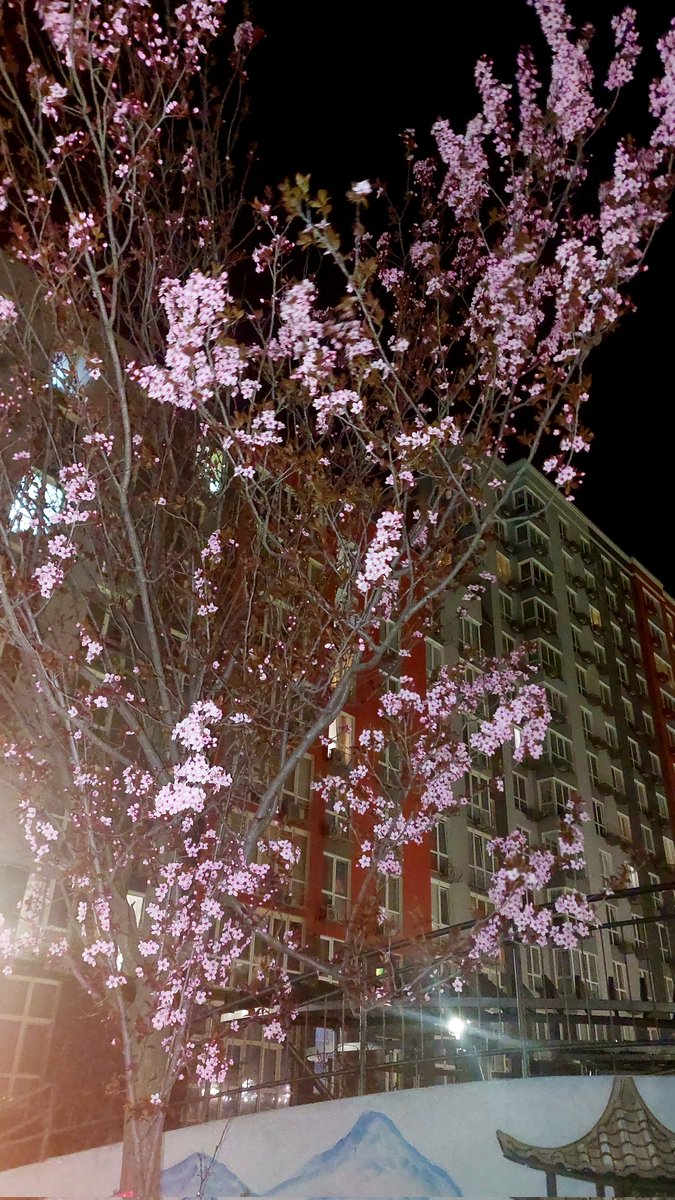 How I adore cherry blossoms, they are something incredible

One of my dreams is to visit Japan for the cherry blossoms
