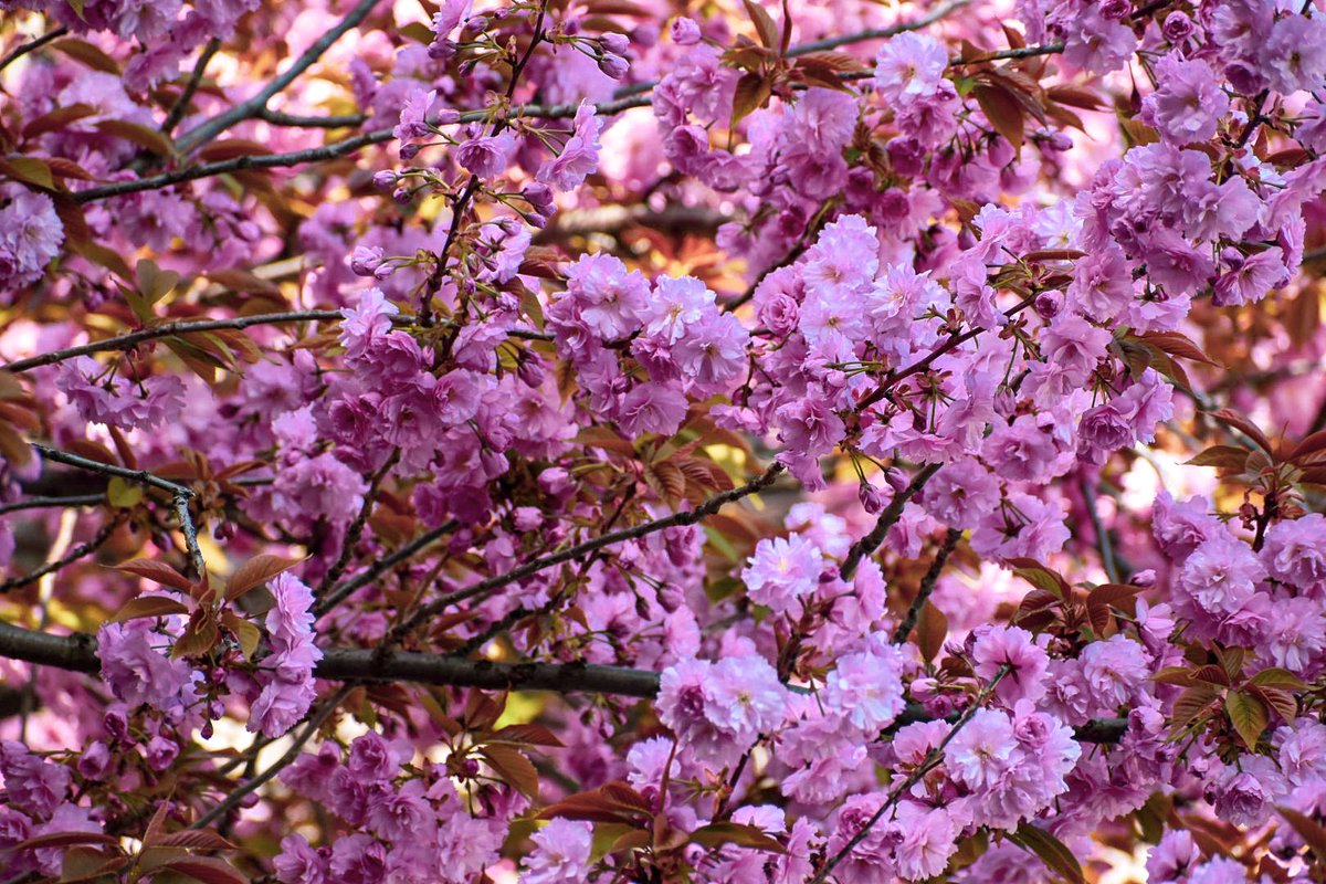 🎀 Dragica Basarić 🎀📸 tweet media