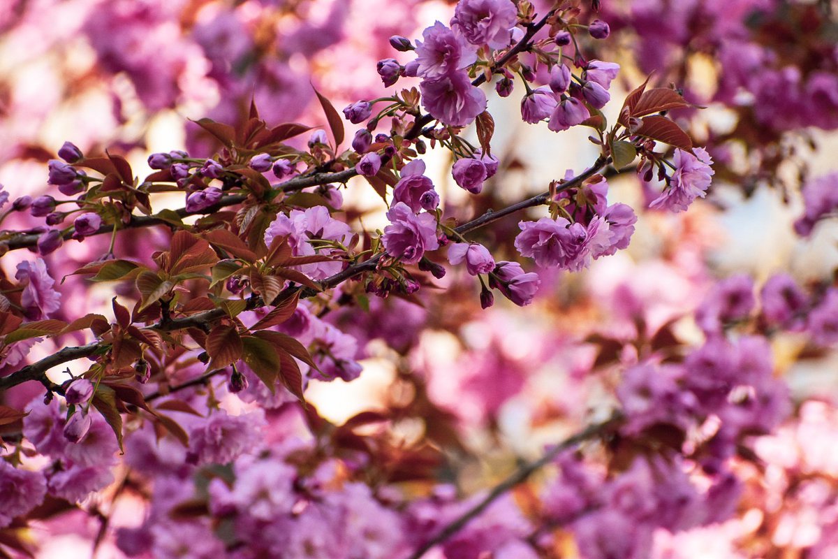 🎀 Dragica Basarić 🎀📸 tweet media