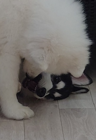 先月下旬の京都の犬+猫カフェにて
自分で潜り込んだ椅子の下から抜け出せずもがくハスキーと、それに気づいてちょっかいかけるサモエド（両方半年くらいの子犬）
ハスキーってほんとに…なんだ…って呆然としてしまって動画を撮り損ねた　かわいかった