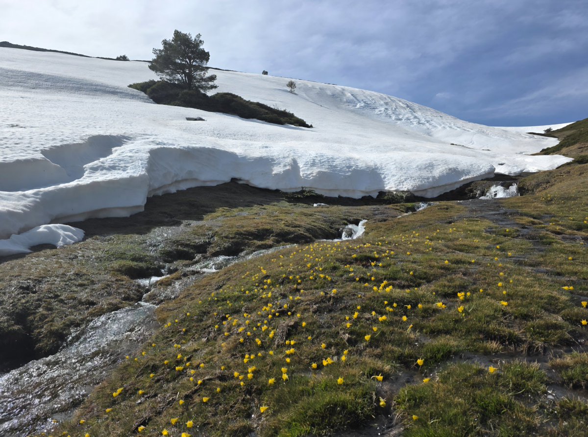 CanenciaEnFotos's tweet photo. La primavera irrumpe en la Sierra de Guadarrama y las grandes acumulaciones de nieve de este invierno van perdiendo espesor día a día. Calima y ventisqueros bien cargados desde El Nevero. Abril 2026. https://t.co/7DT5EVPYkn