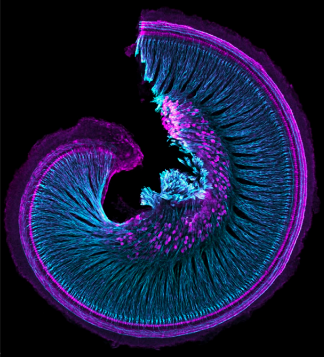 Nirosha J. Murugan tweet media