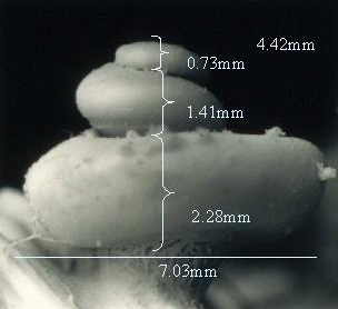 Nirosha J. Murugan tweet media