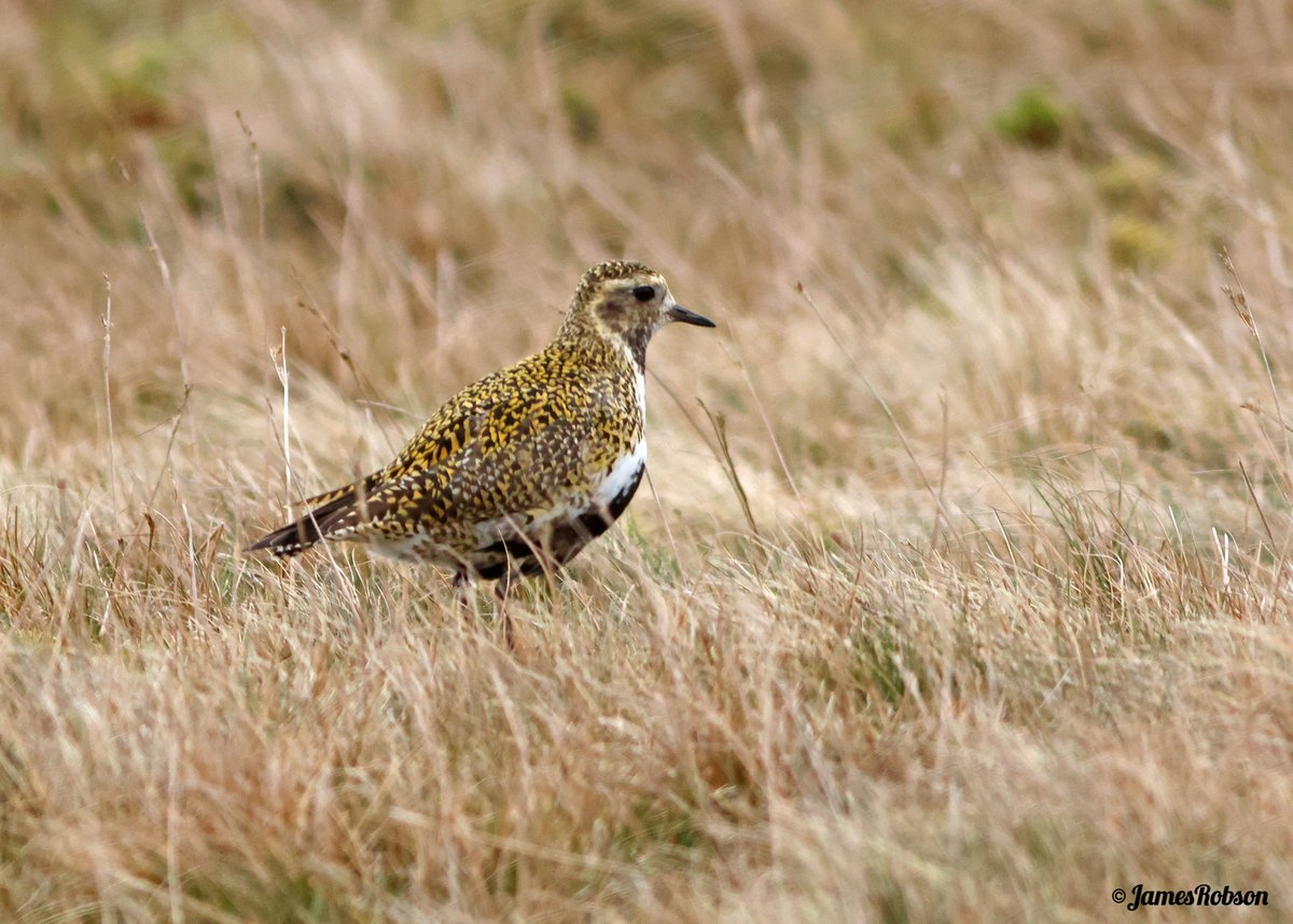 jr_studio's tweet photo. Golden Plover @yorkshire_dales @nybirdnews https://t.co/6xR2sYrjs3