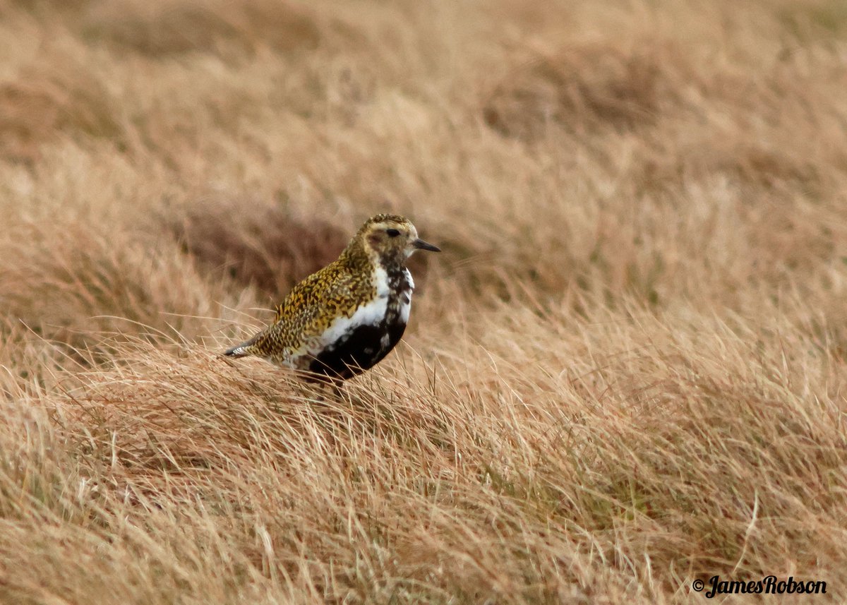 jr_studio's tweet photo. Golden Plover @yorkshire_dales @nybirdnews https://t.co/6xR2sYrjs3