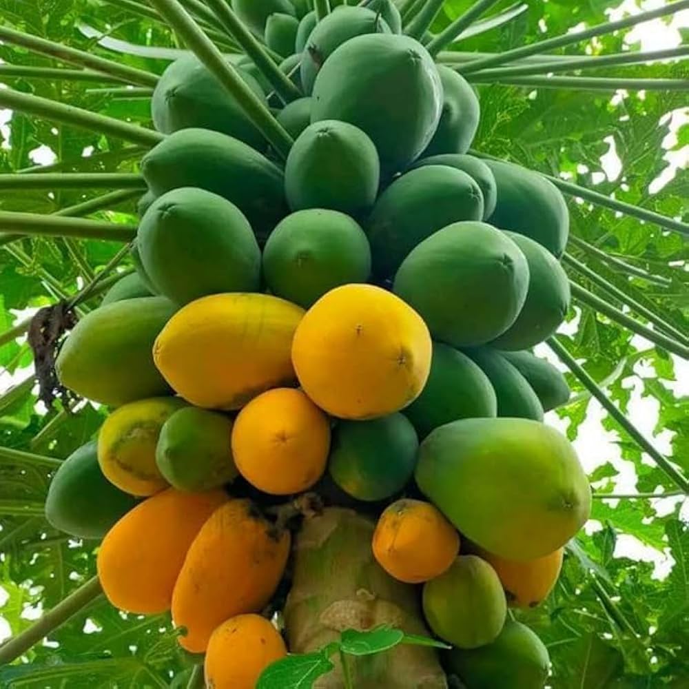 Gnmcrypto's tweet photo. I've not been active on X today because I visited this pawpaw farm, learn few things, and I hope to have my own pawpaw farm one day. Pawpaws can grow up to 6 inches long and weigh up to a pound.
You don't have any reason not to eat this fruit as a man and as a woman. 🍆😋 https://t.co/y4hZQkkeVq