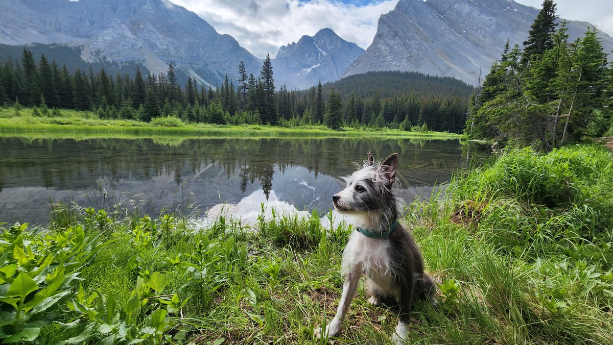 Nicholas Angel at Elbow Lake in Alberta, Canada! 🏔️

#ElbowLake #NickyNoodle #CanadaDog  #Hikingwithdogs #Explore