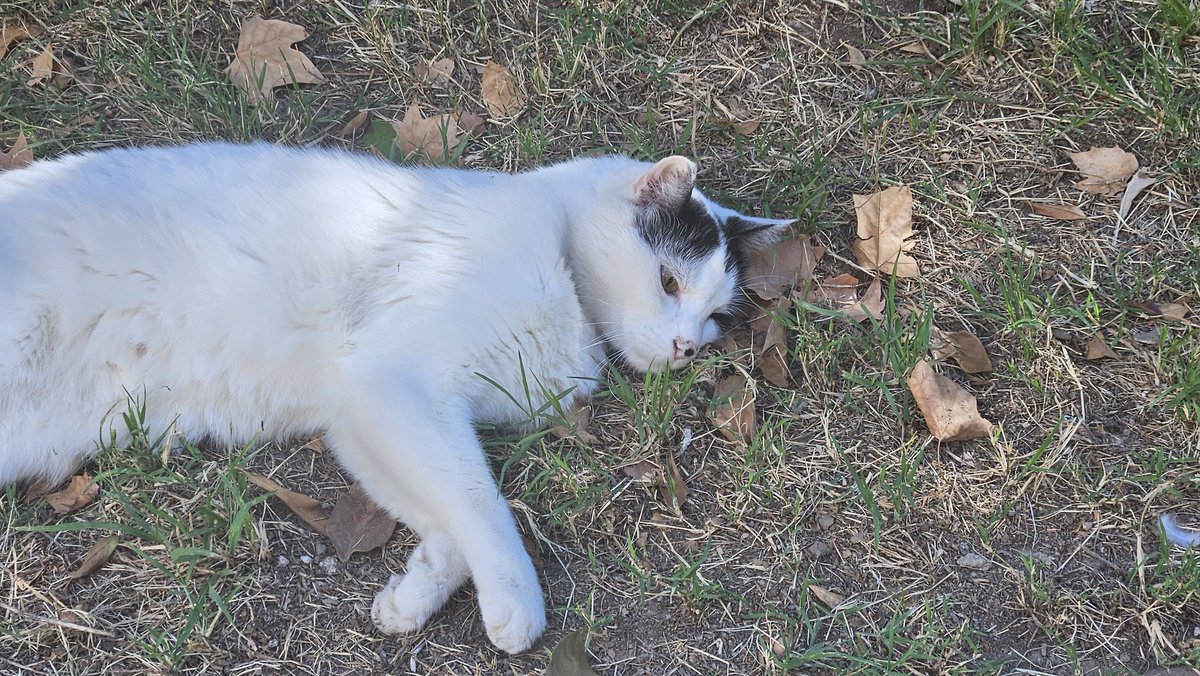 chillimica tweet media