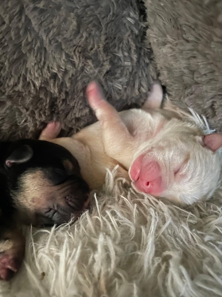 JoeyTuccio tweet media