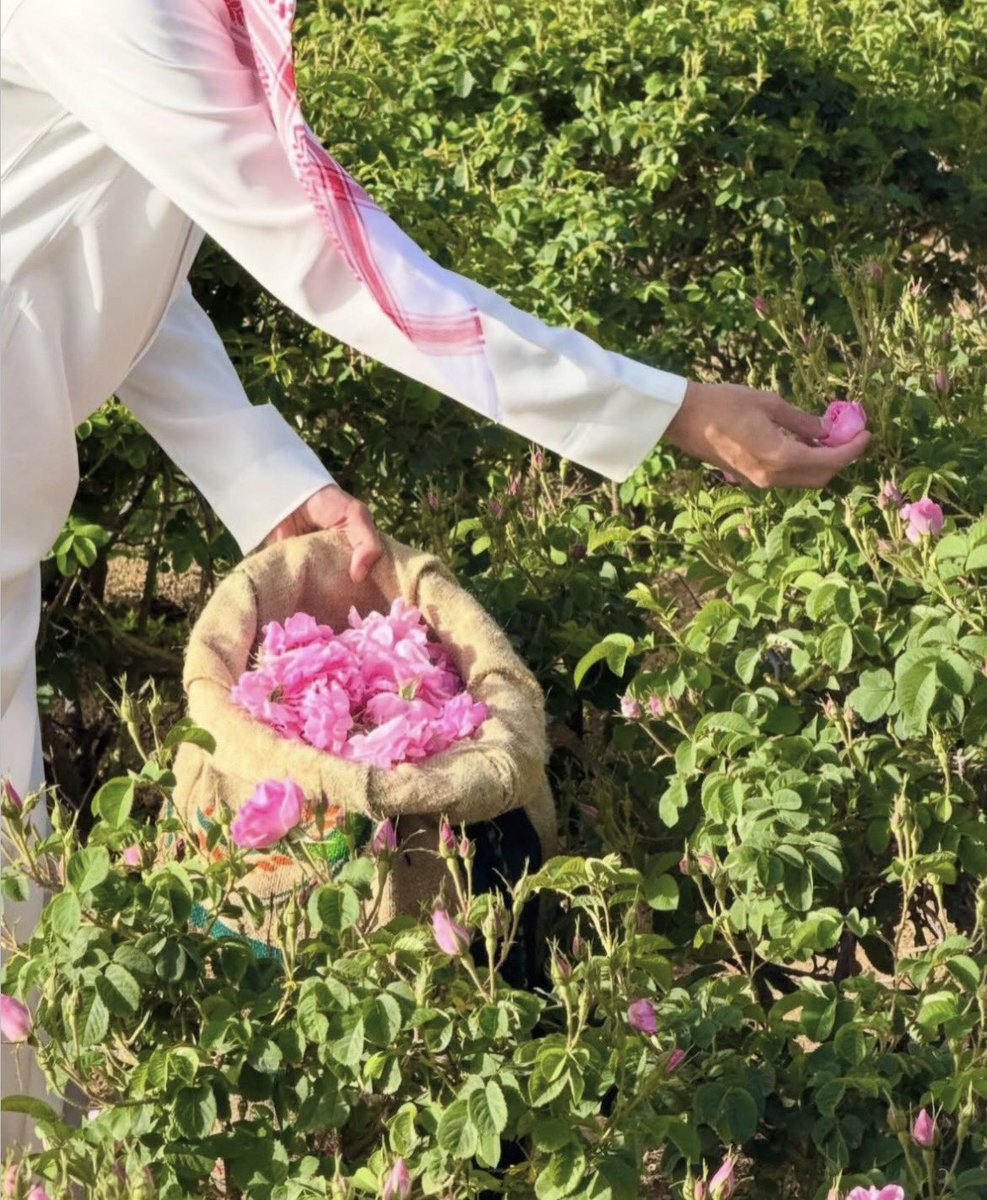 ksa_9w's tweet photo. الورد الطائفي 🌸🇸🇦 https://t.co/pbibZGQyEU