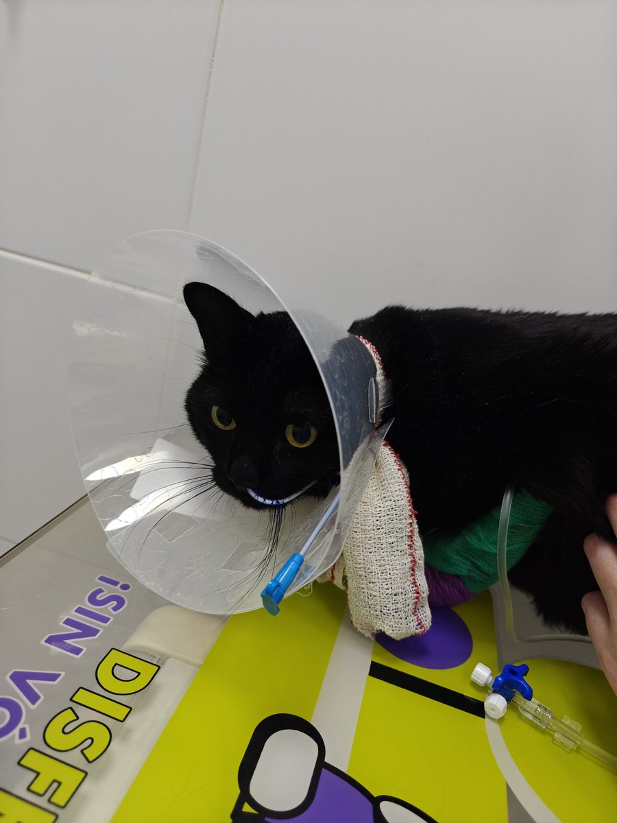 ☃️Oki Spooky Navideña🎄🎃🍁 tweet media