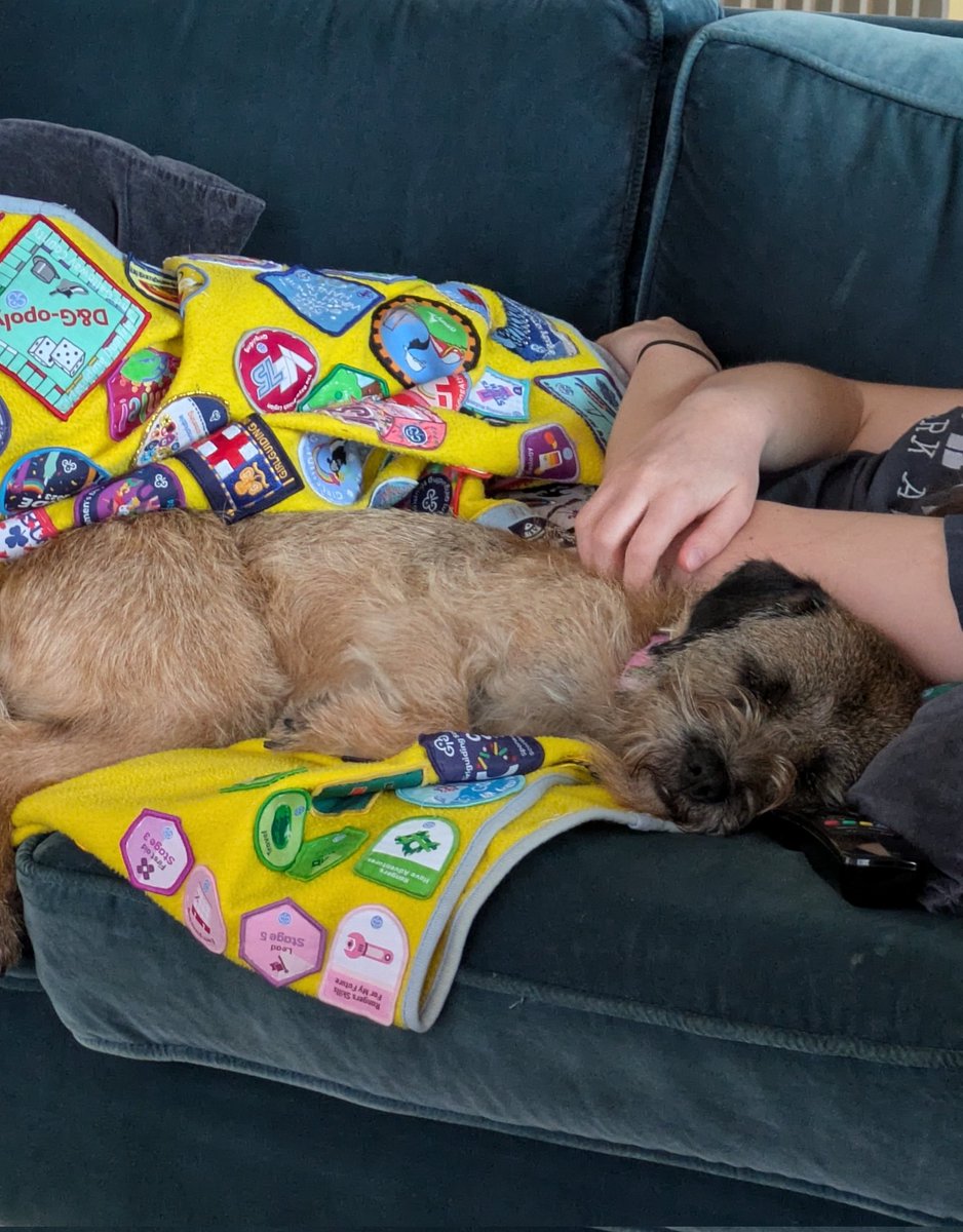 Millie The Border Terrier tweet media