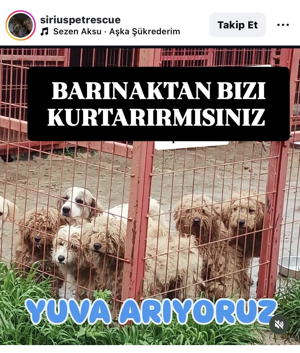 Serap Ulusoy 🦋 tweet media