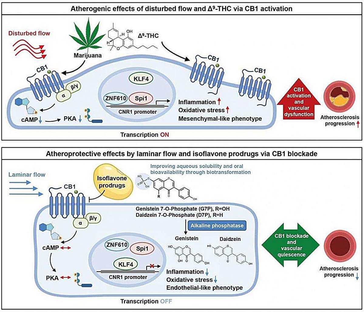 Jon Lieff MD -- Searching for the Mind Blog tweet media