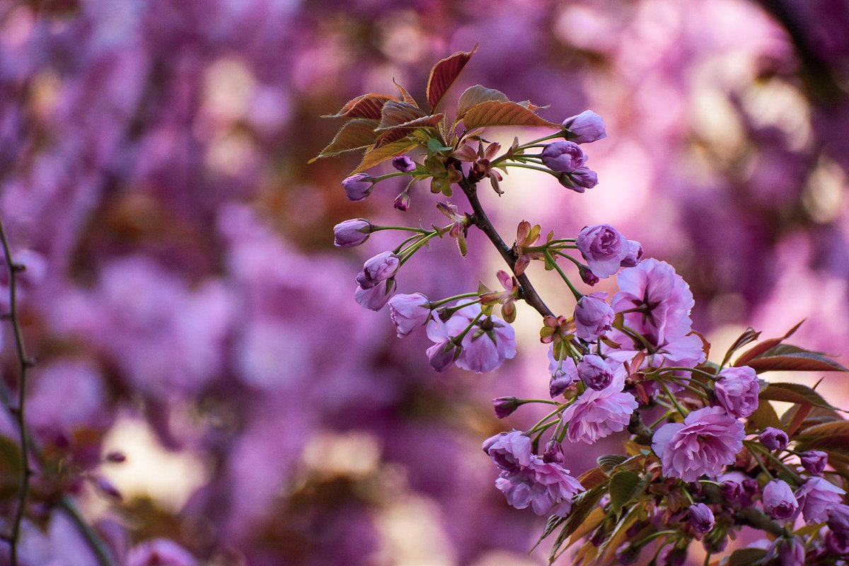 🎀 Dragica Basarić 🎀📸 tweet media