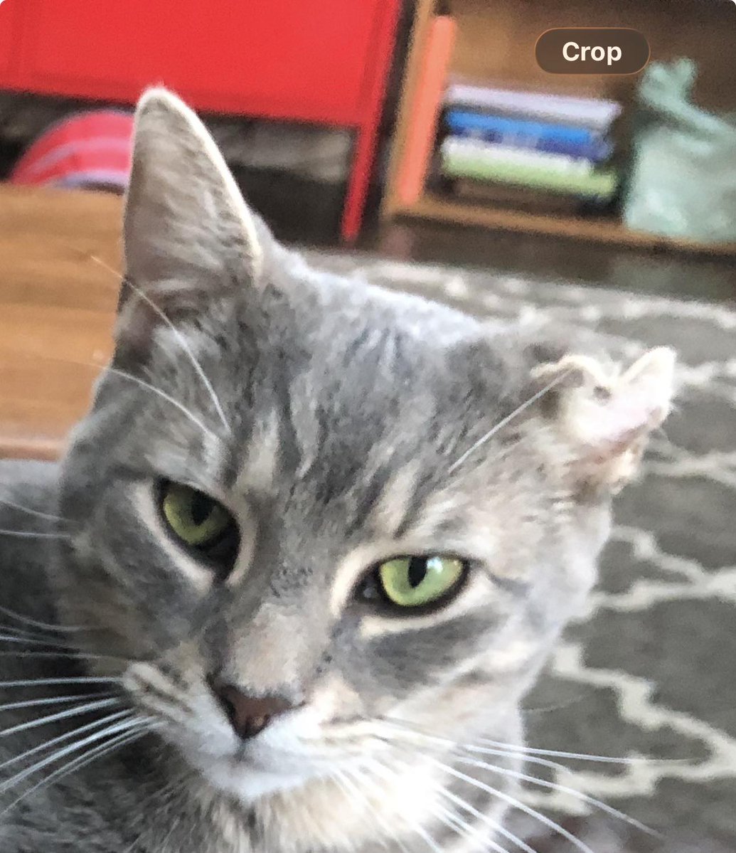 Guelph Lost Pets tweet media