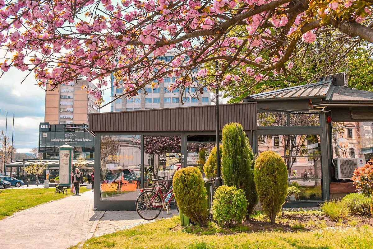 🎀 Dragica Basarić 🎀📸 tweet media