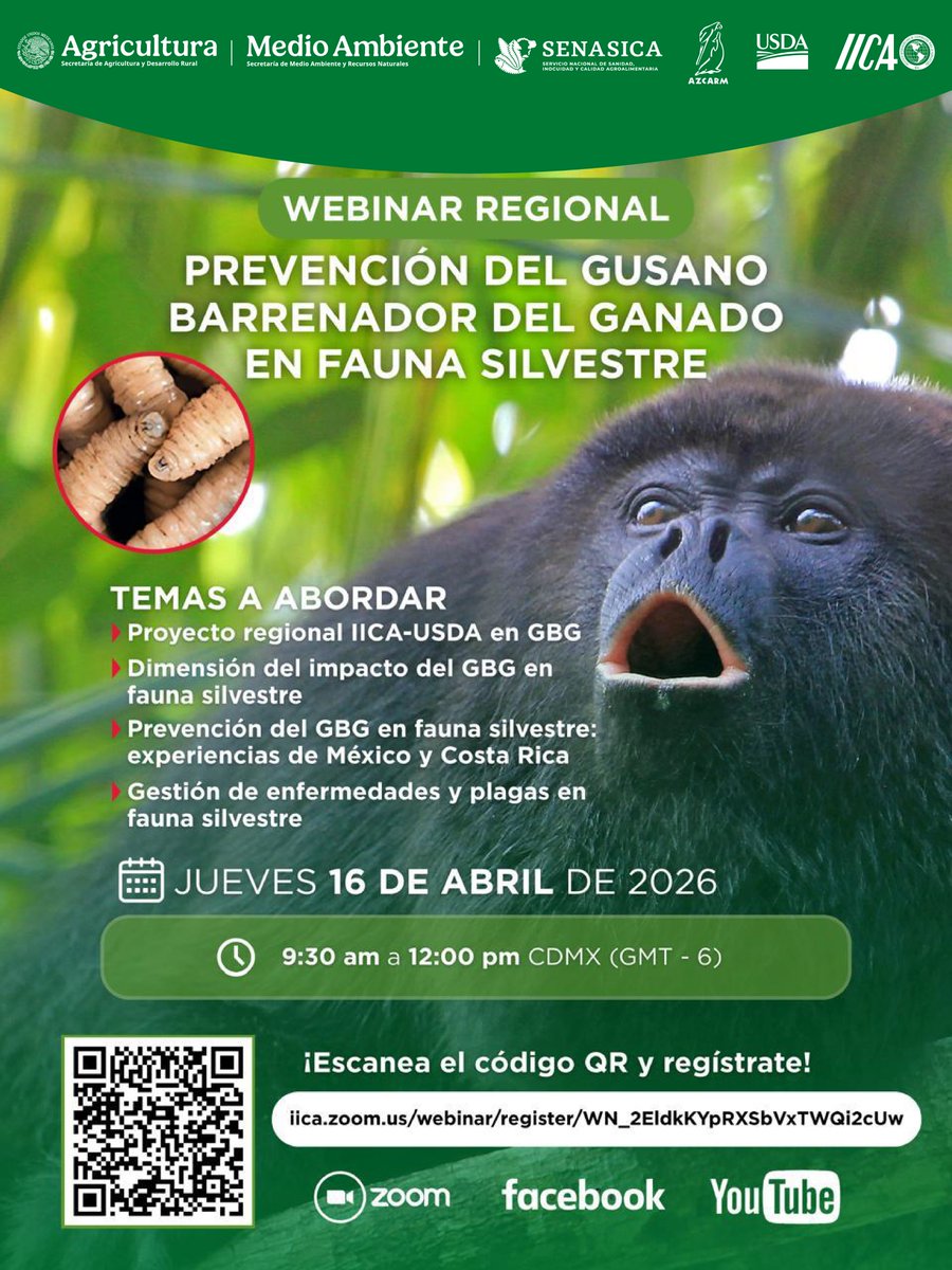 Participa en este interesante webinar y conoce más acerca del impacto del #GBG en la fauna silvestre. 
¡Regístrate! 👉 bit.ly/3OwKAFI

<a href="/USDA_APHIS/">USDA Animal and Plant Health Inspection Service</a>  <a href="/IICAMexico/">IICA México</a> <a href="/Agricultura_mex/">Secretaría de Agricultura y Desarrollo Rural</a>  <a href="/SEMARNAT_mx/">SEMARNAT México</a> 
#VidaSilvestre #SinHeridasNoHayGusaneras