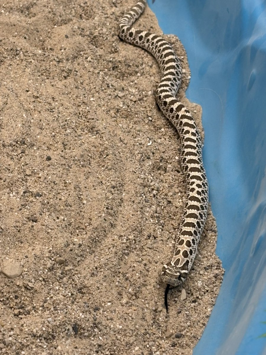 SharpPie858's tweet photo. @belleluvlie I like all kinds of music, but I’m not really active in other fandoms right now. I do reptile research though so that’s my other biggest interest. https://t.co/XhRJzjAaWq