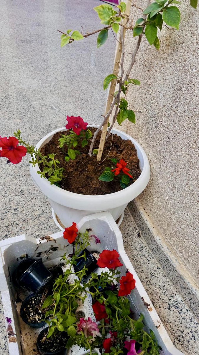جمعية الحلوة الخضراء tweet media