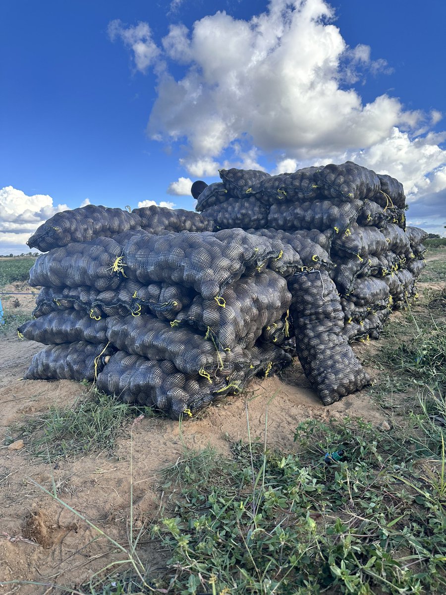 Anesu Mapisa tweet media