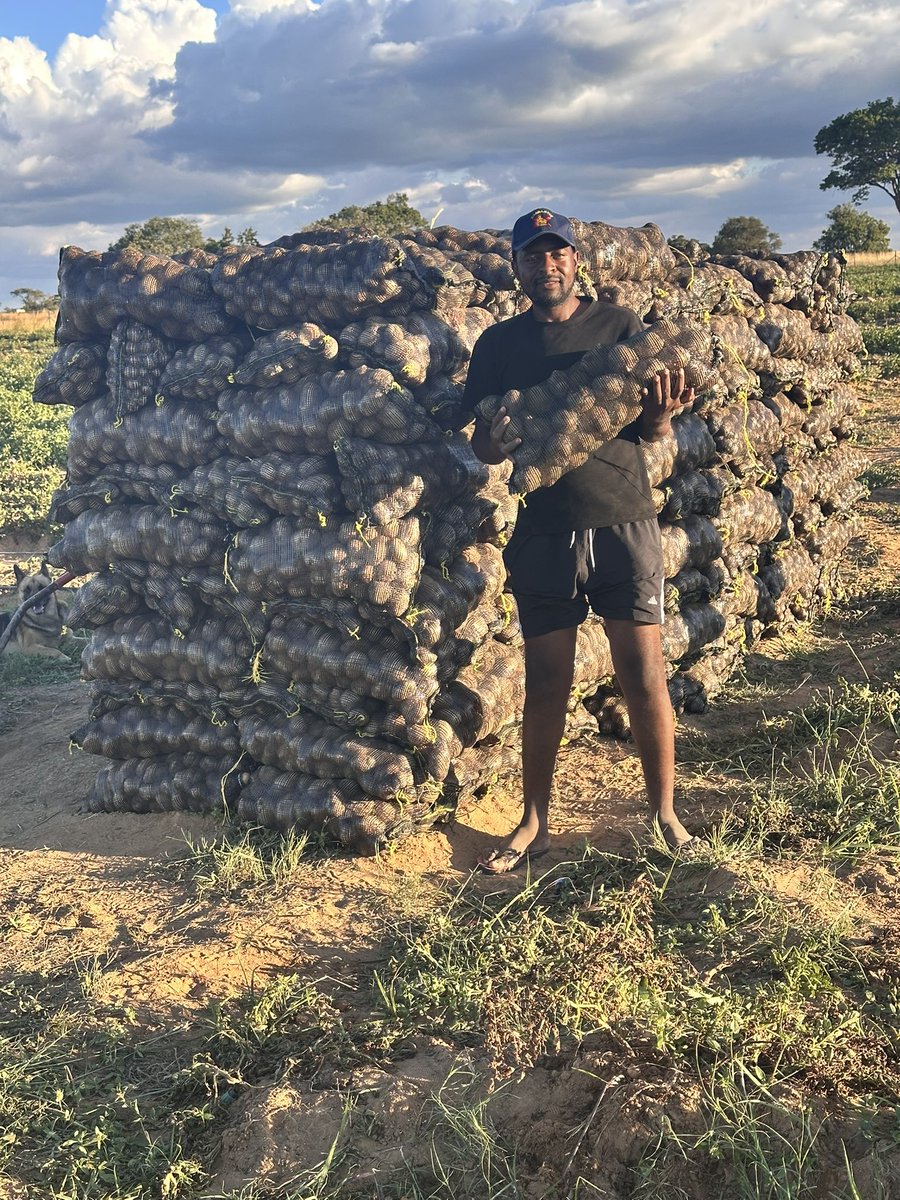 Anesu Mapisa tweet media