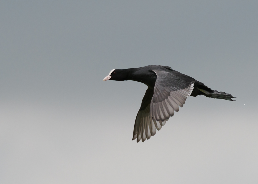 Seasalter birder tweet media