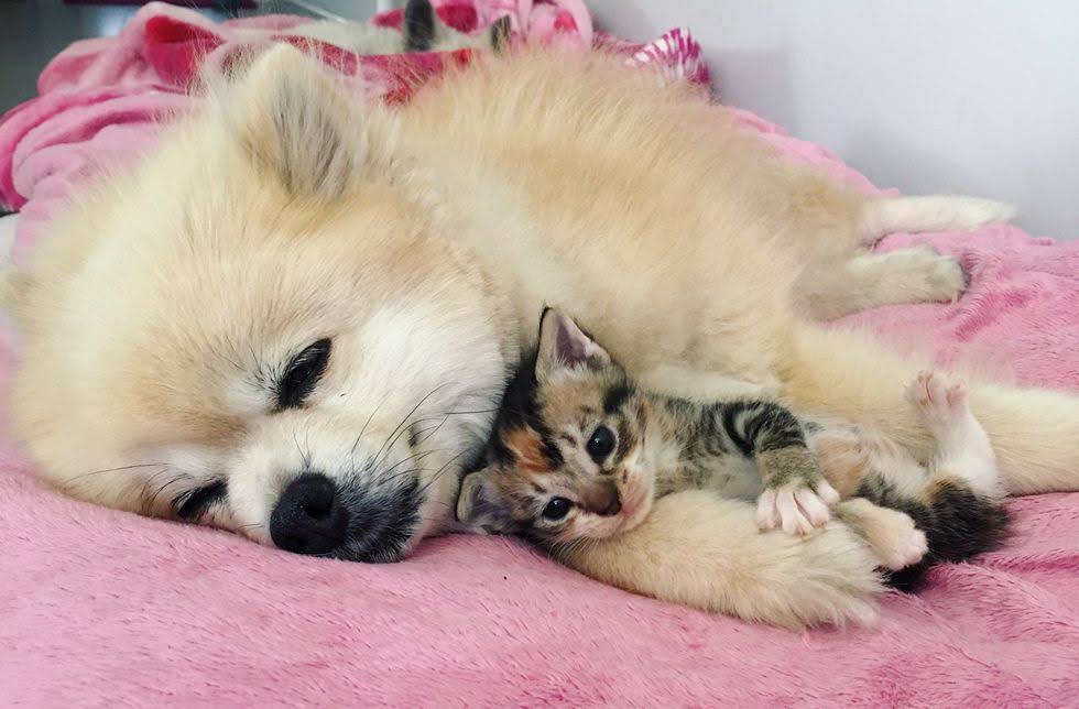 ちっちゃいちゃん tweet media