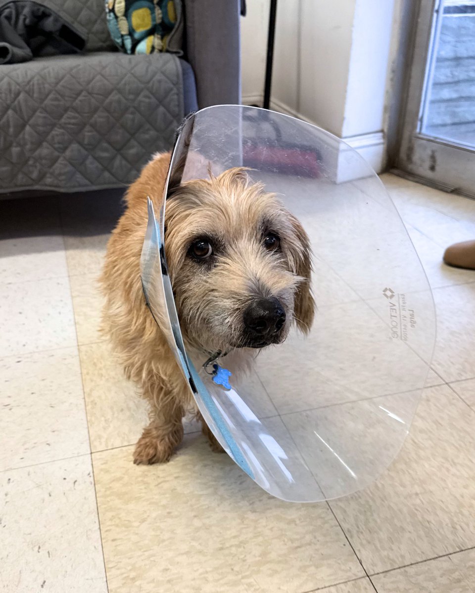 WeRateDogs tweet media