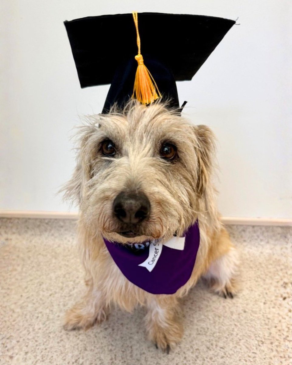 WeRateDogs tweet media