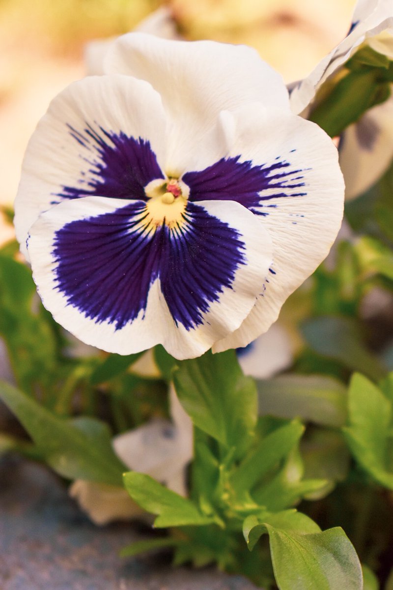 🎀 Dragica Basarić 🎀📸 tweet media