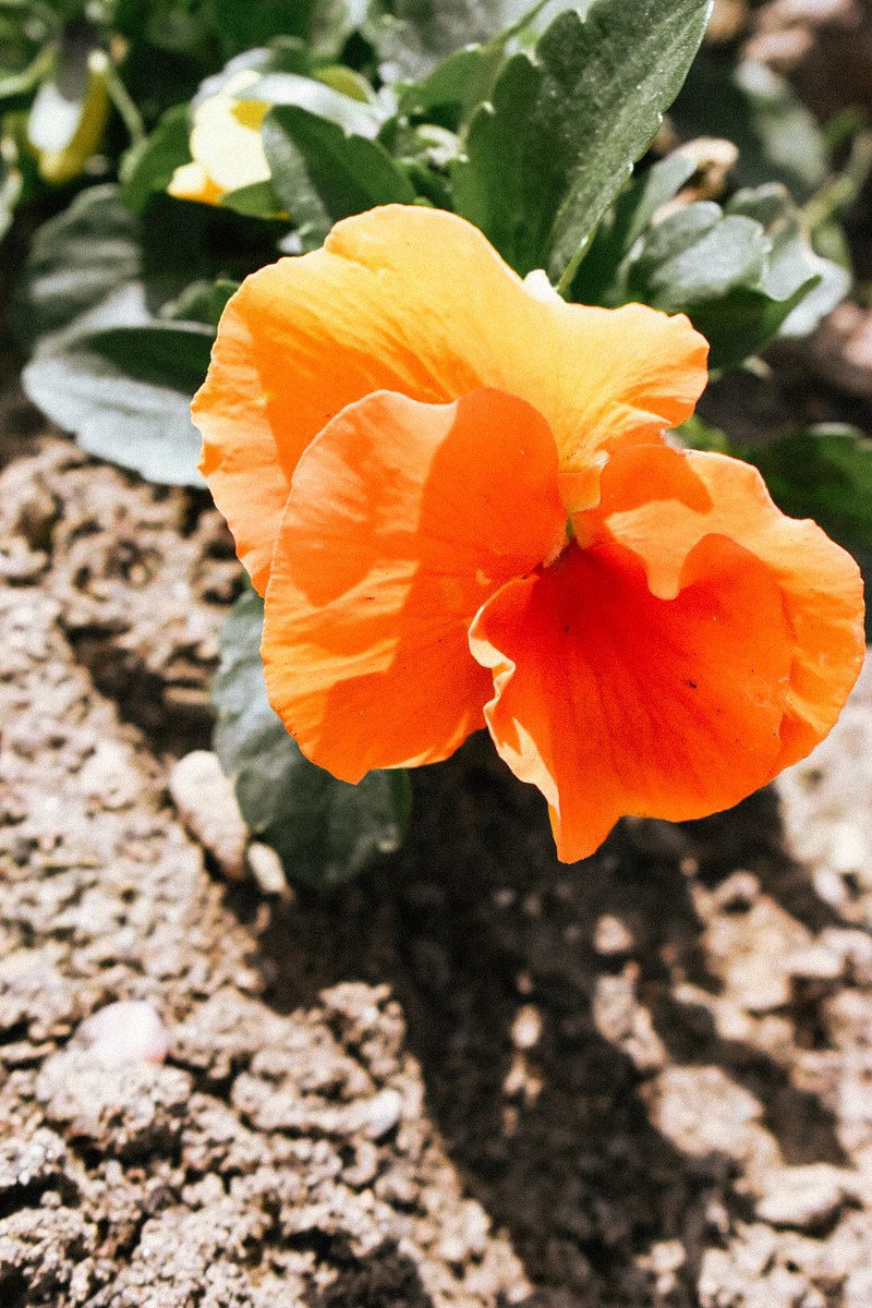 🎀 Dragica Basarić 🎀📸 tweet media